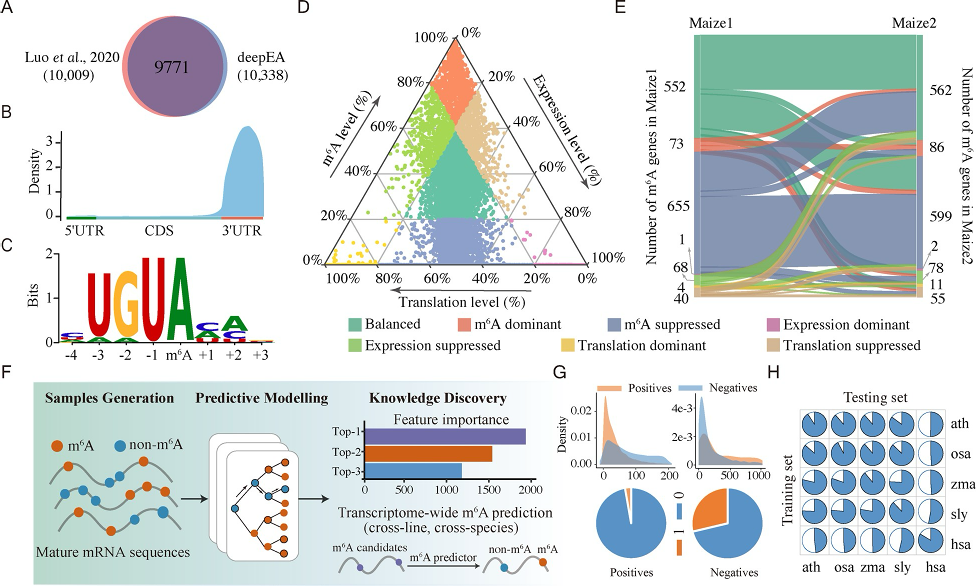 Epitranscriptome Analysis